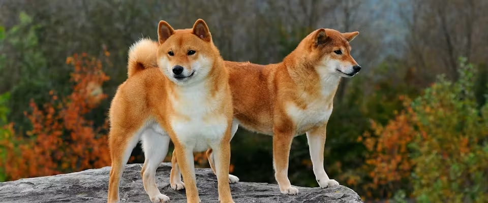 Centered Doge Image